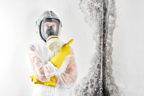 Why You Should Choose Our Mold Remediation Services in Huntingdon, TN